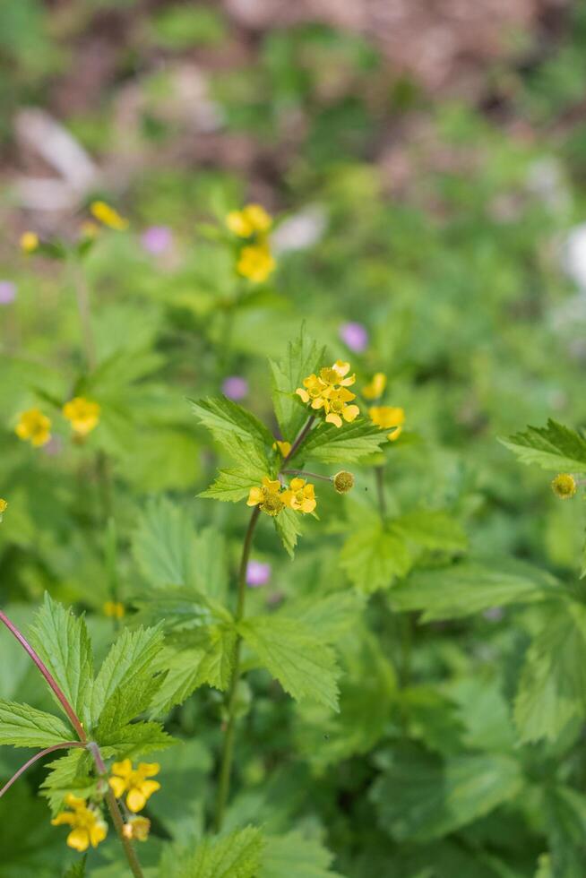 Largeleaf avens or geum macrophyllum photo