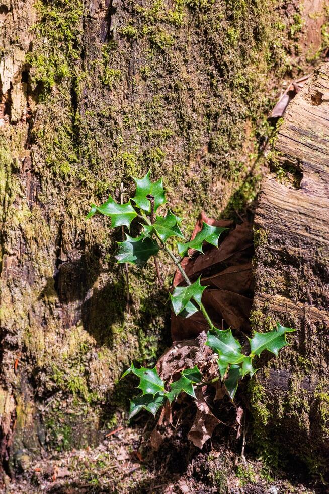 Holly Sprout ilex aquifolium photo