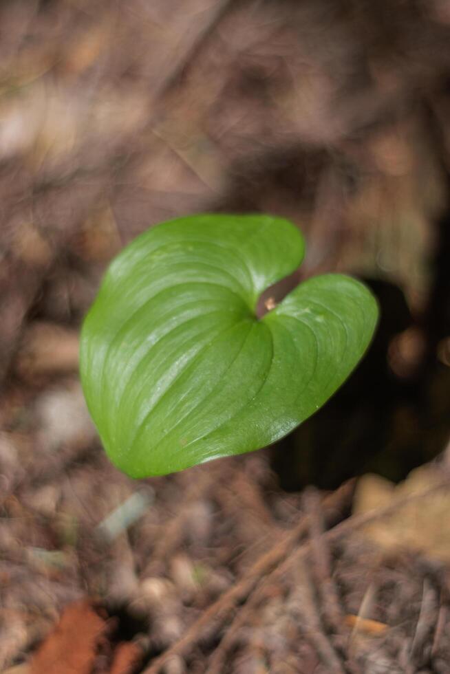 False Lily of the Valley maianthemum dilatatum photo