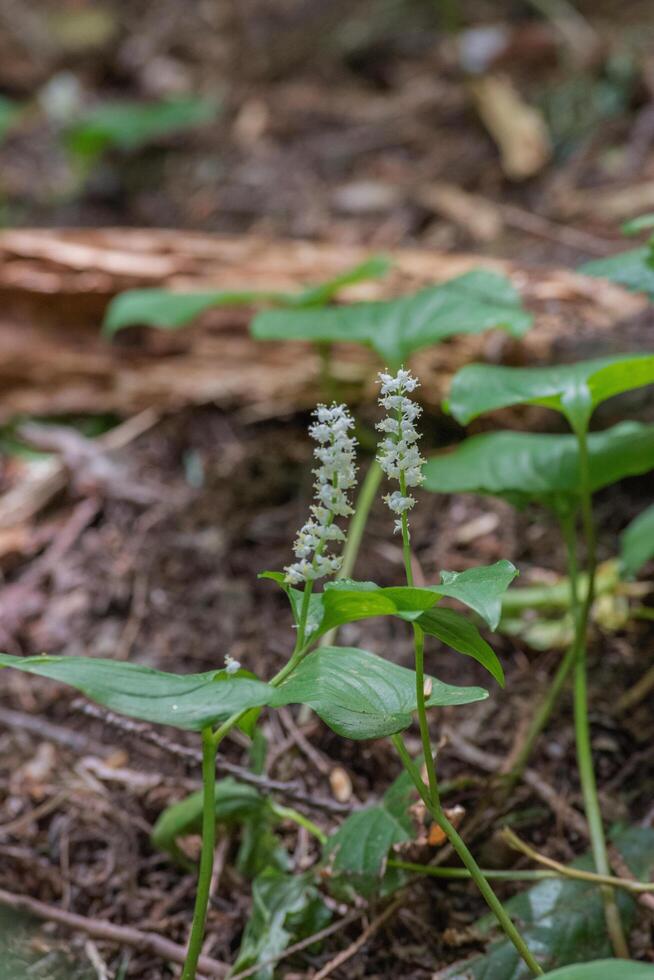 False lily of the valley or maianthemum dilatatum photo