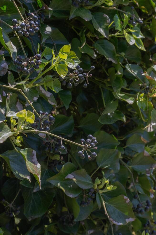 English Ivy or Hedera helix photo