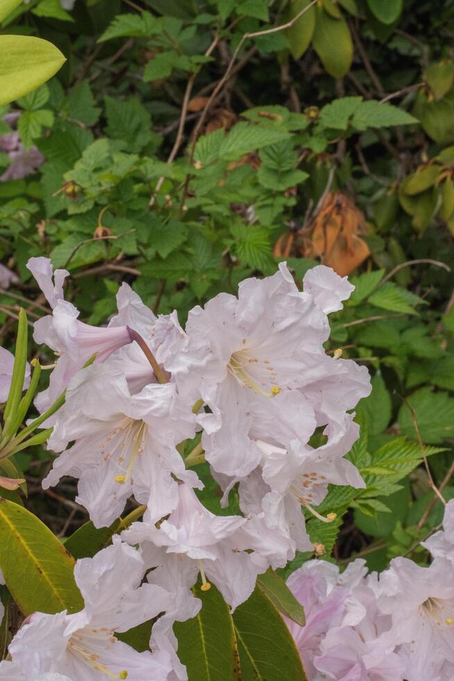 Rhododendron flowers blooming photo