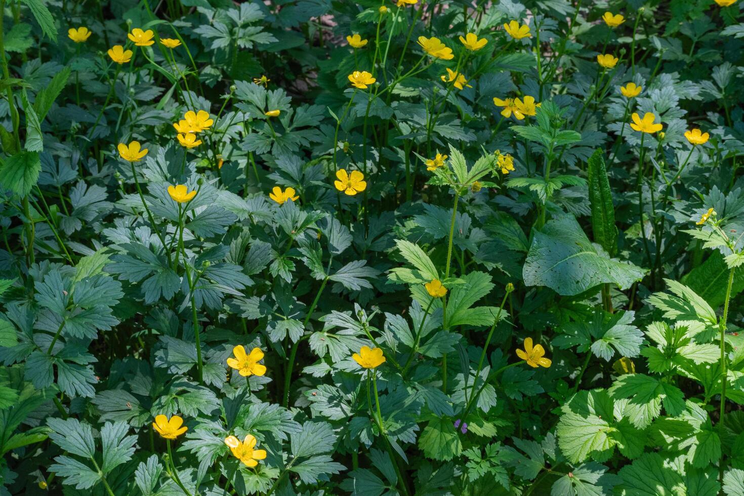creeping buttercup or ranunculus repen photo