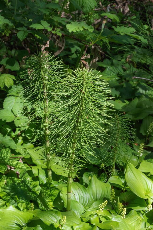 Horsetail or equisetum photo