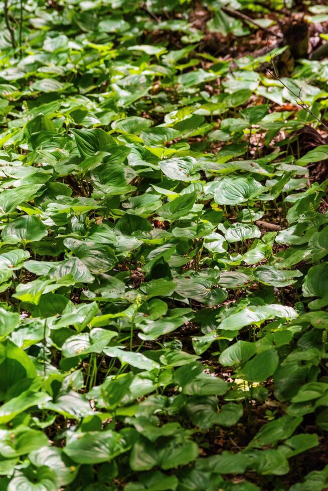 False Lily of the valley photo