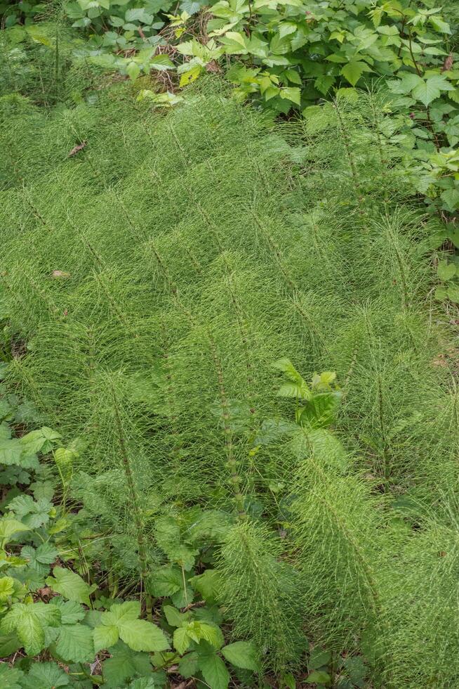Horsetail or Equistem photo