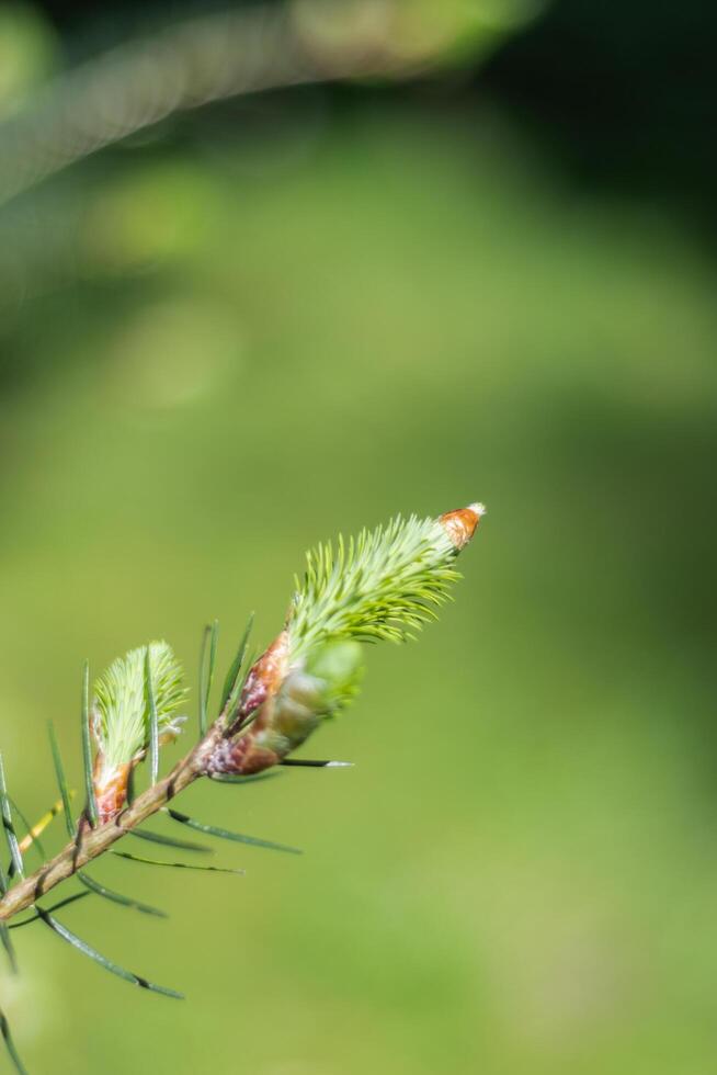 Douglas fir or pseudotsuga menziesii photo