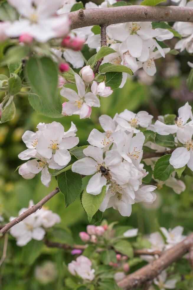 Crabapple or Malus with a bee photo