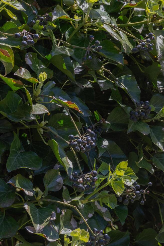 English Ivy or Hedera helix photo