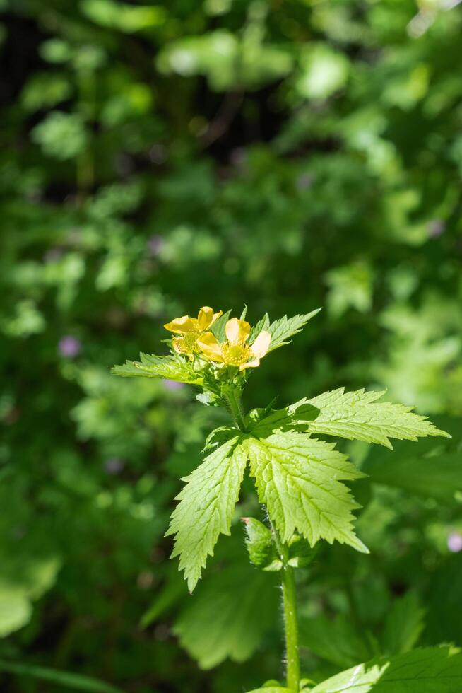 Largeleaf avens or geum macrophyllum photo
