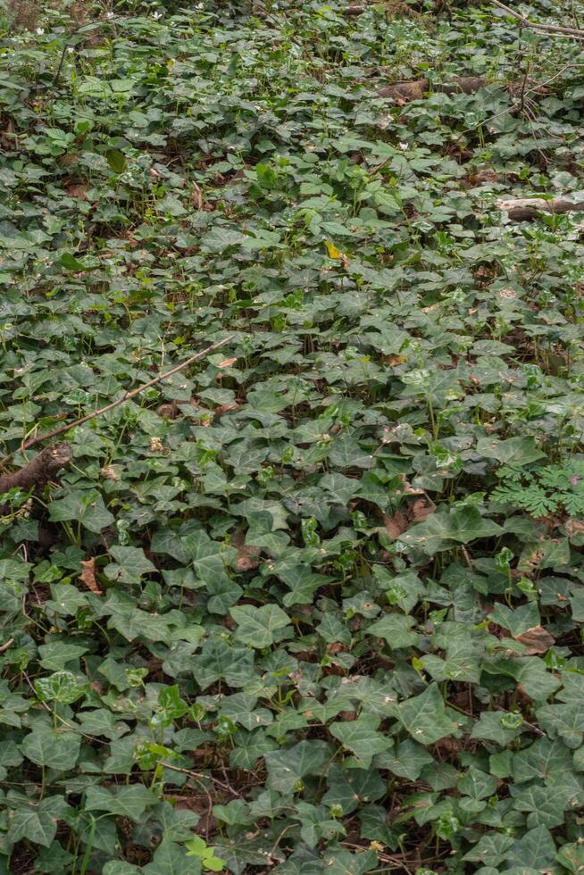 English Ivy or Hedera Helix photo