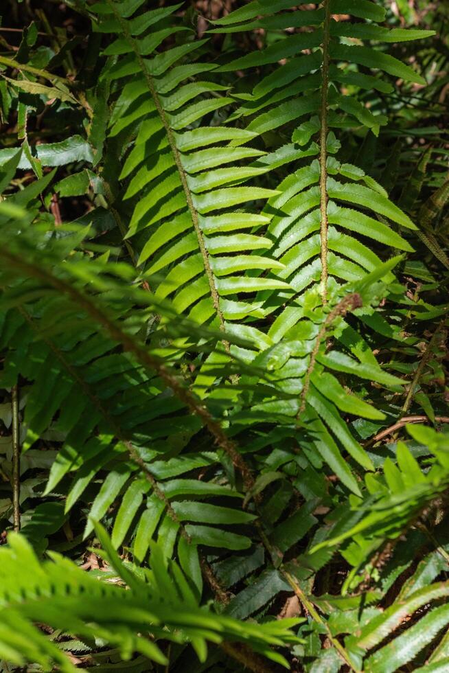 Sword Fern or polystichum munitum photo
