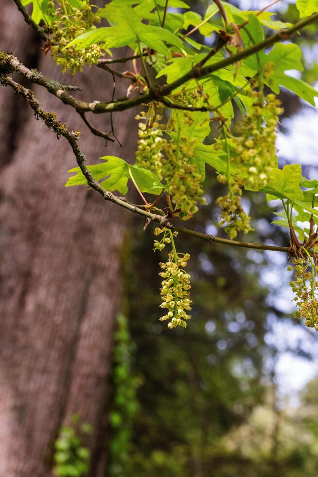 Bigleaf Maple Acer macrophyllum photo