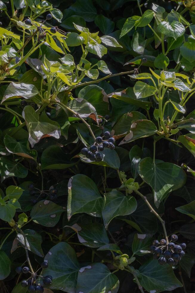 English Ivy or Hedera helix photo