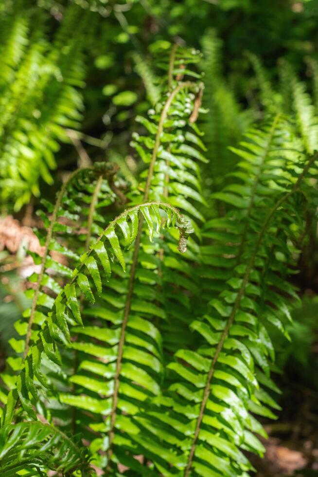Sword Fern or polystichum munitum photo