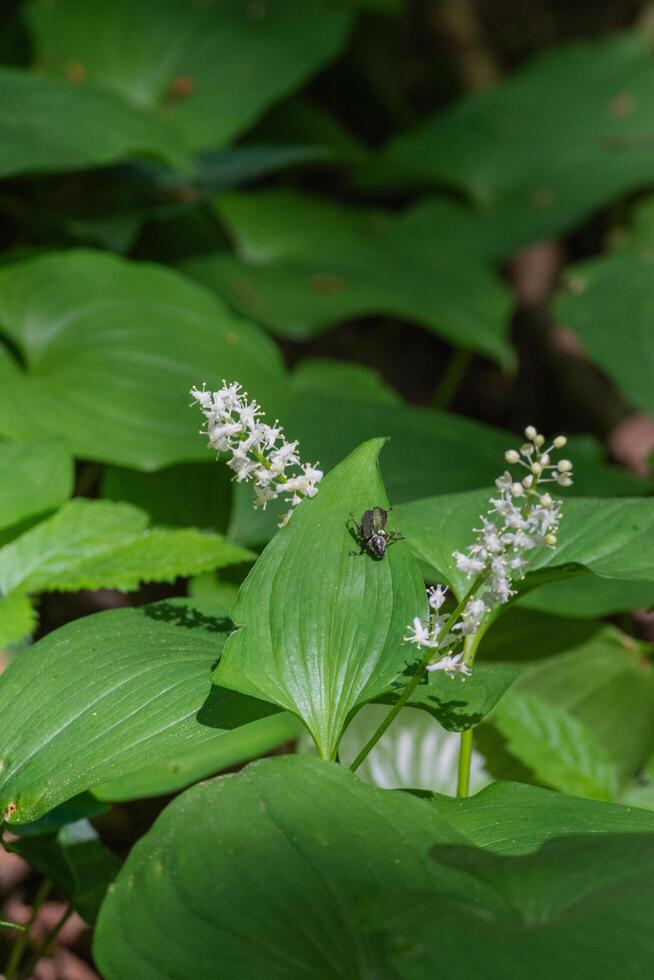 False lily of the valley photo