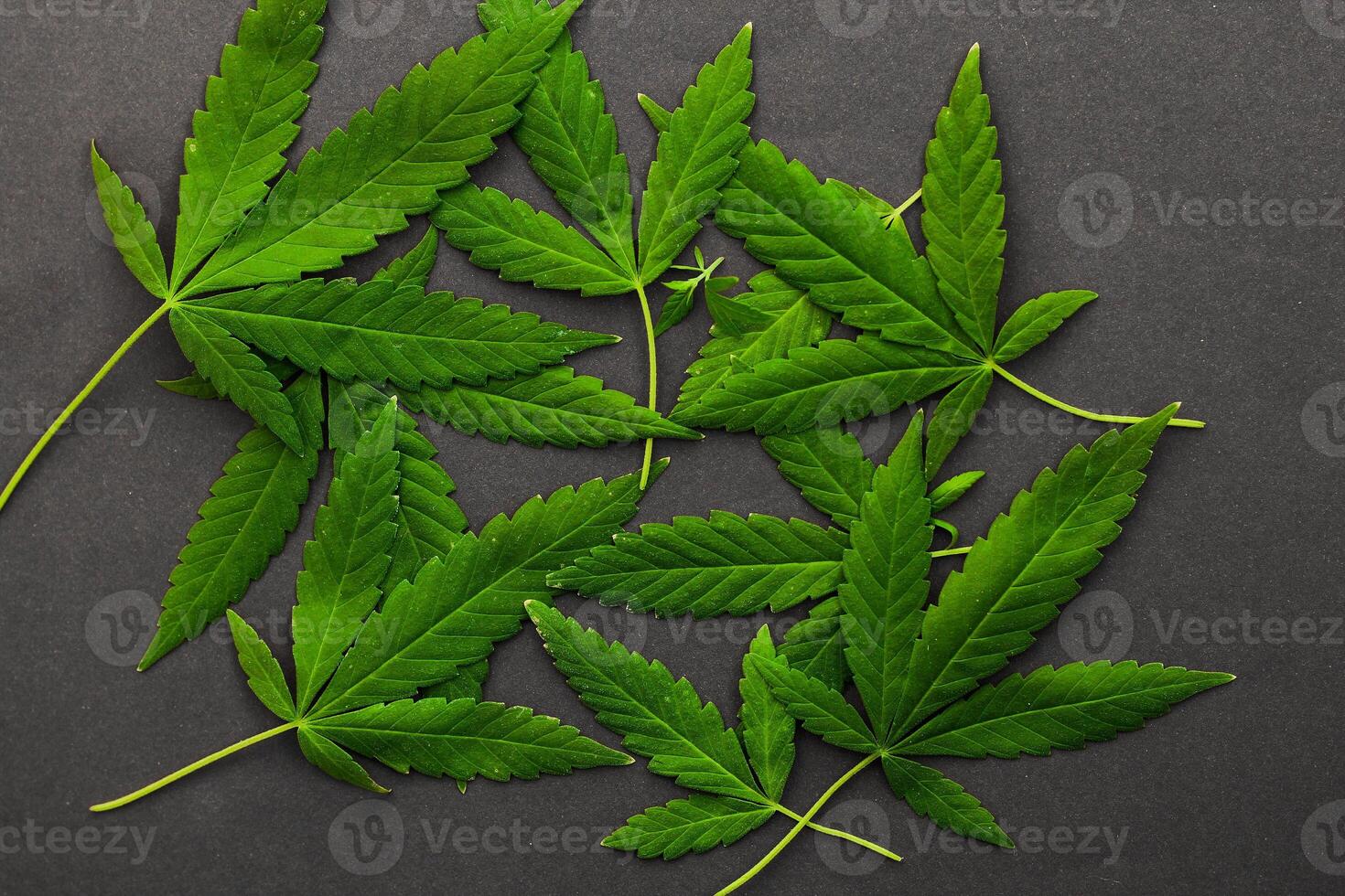 Marijuana leaves on a white background, medical cannabis photo
