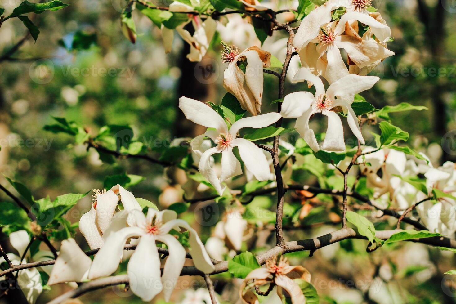 White magnolia flower close-up in botanical garden photo