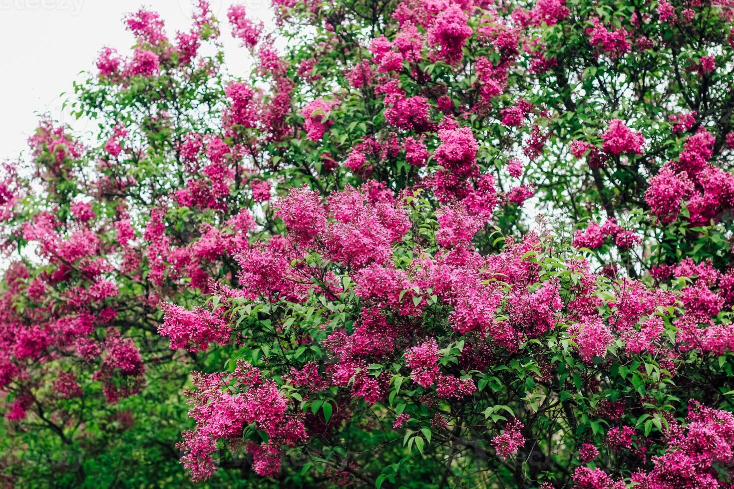 Pink lilac flower close-up in botanical garden photo