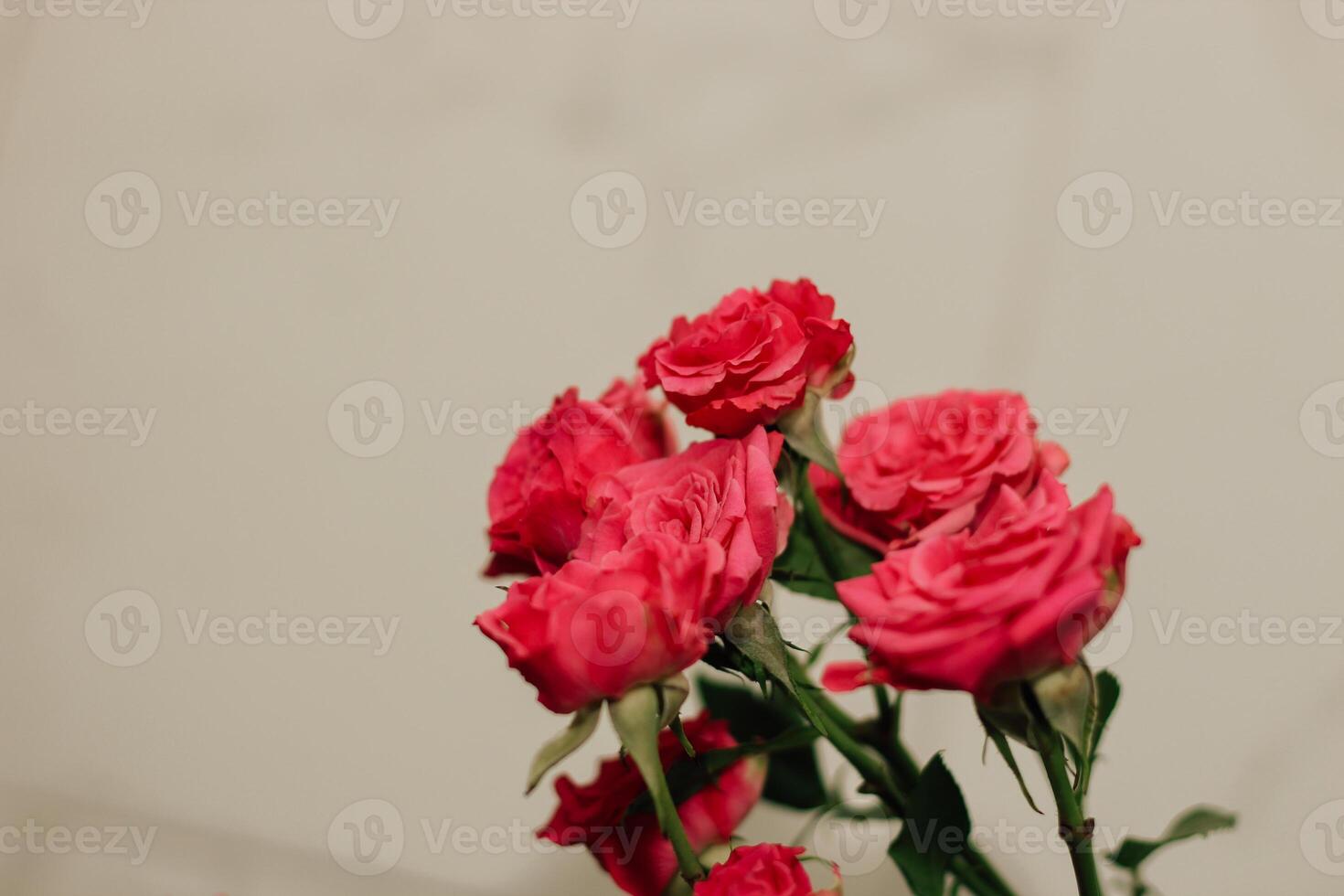 Small pink bush roses on a white background with a place for text photo