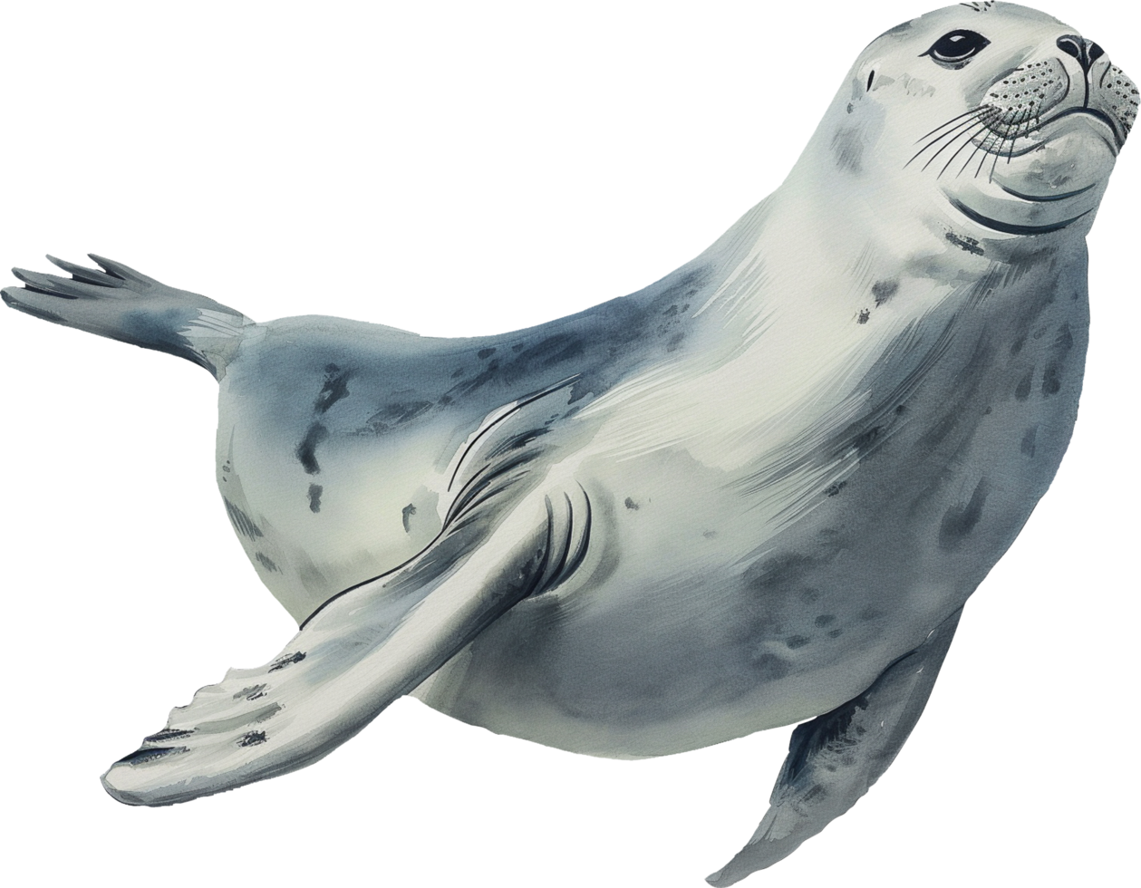 Mediterranean Monk Seal watercolor png