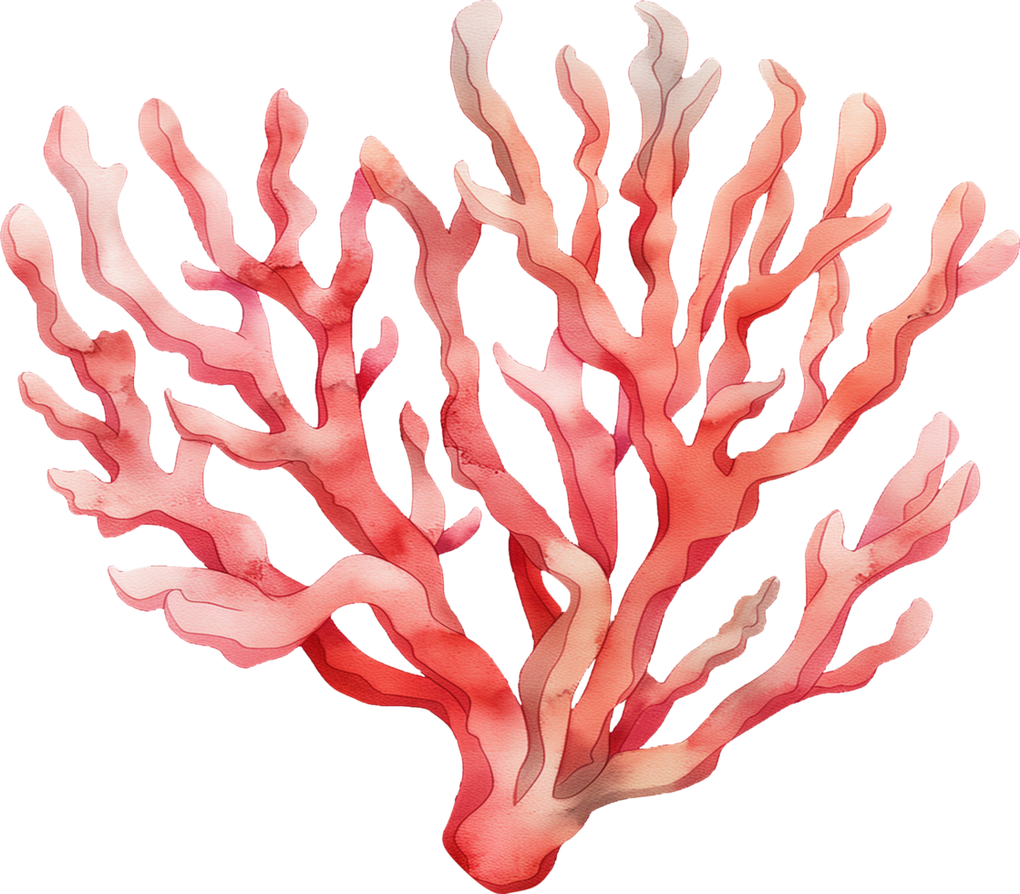 Xenia Coral watercolor png