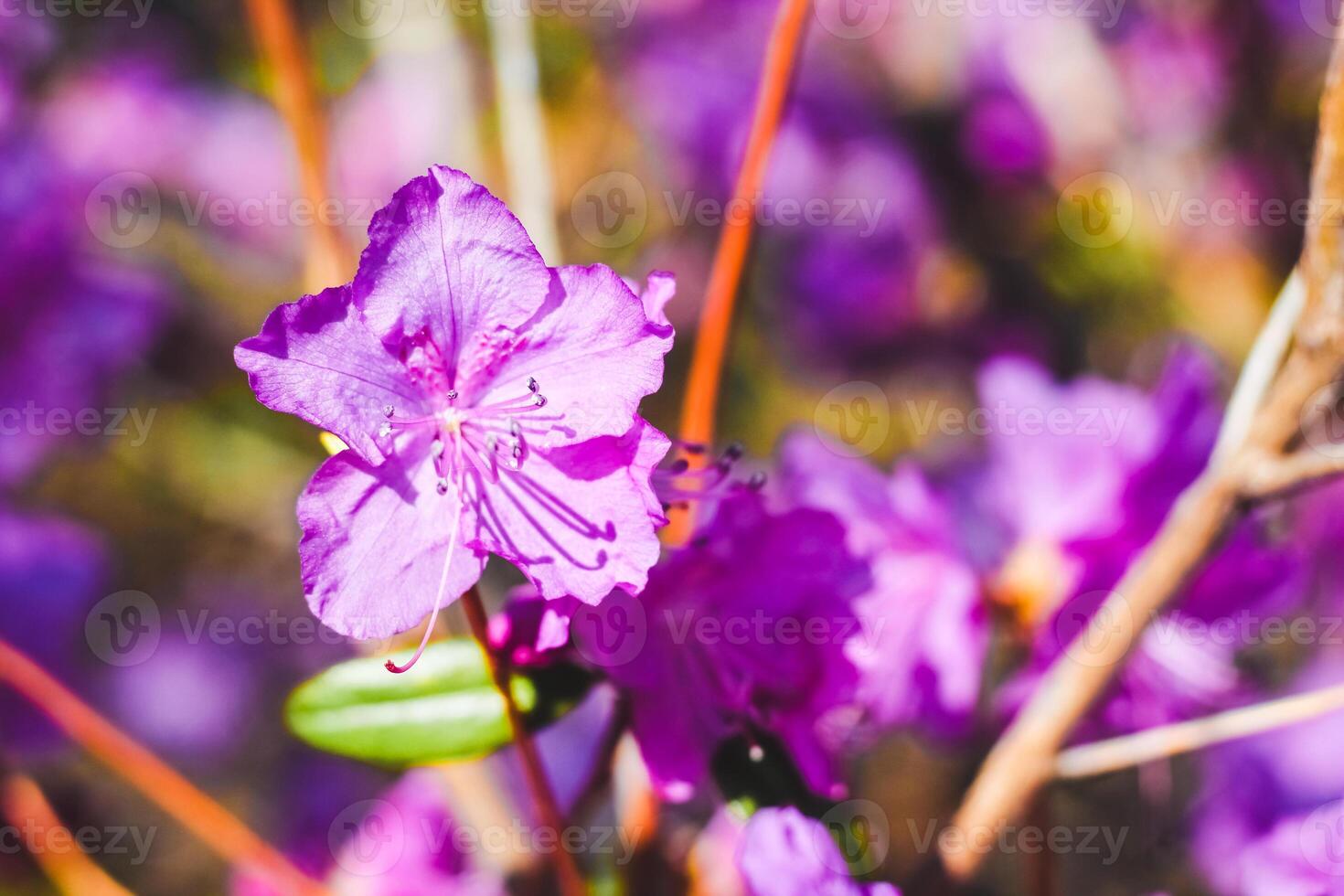 Plant bush purple rhododendron close up photo