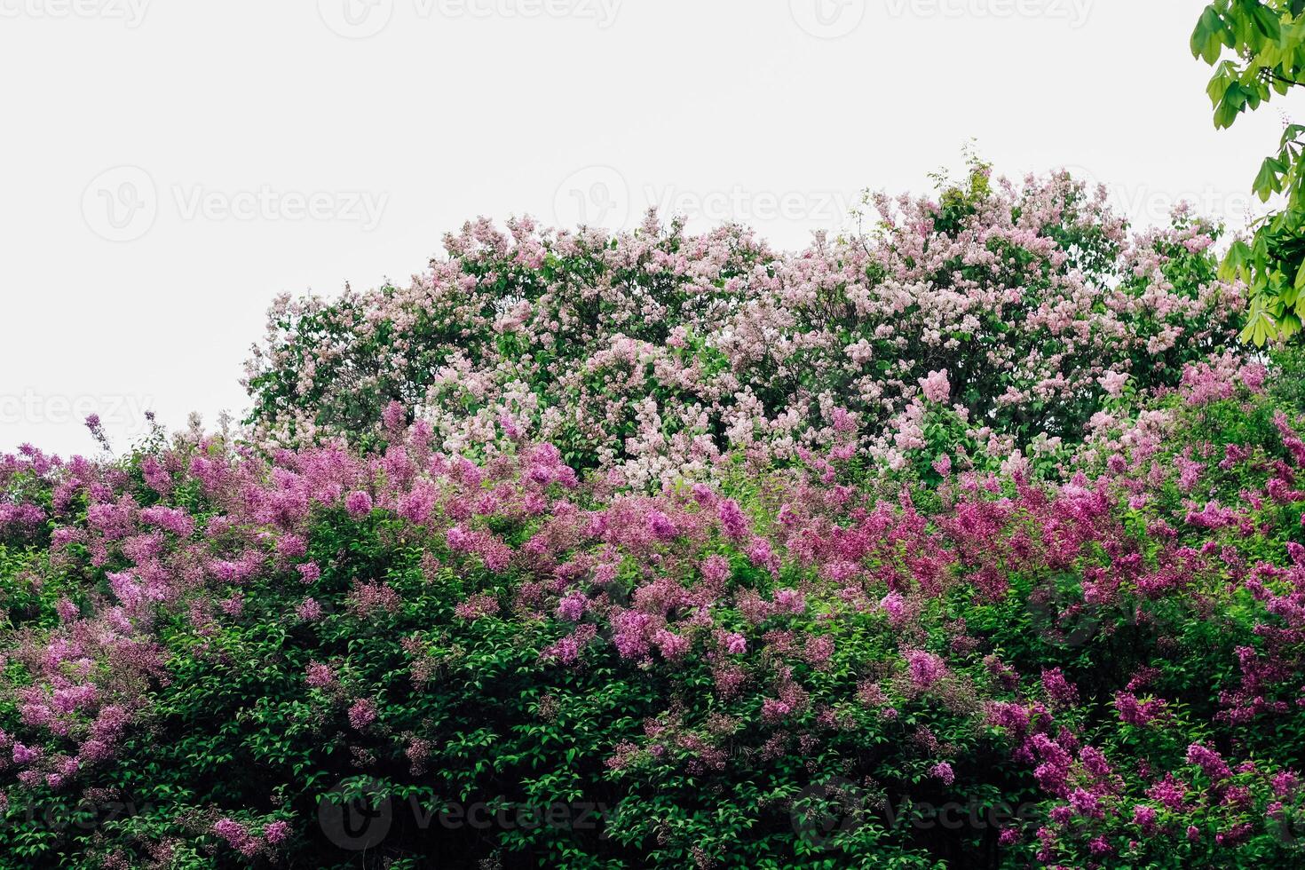 Pink lilac flower close-up in botanical garden photo