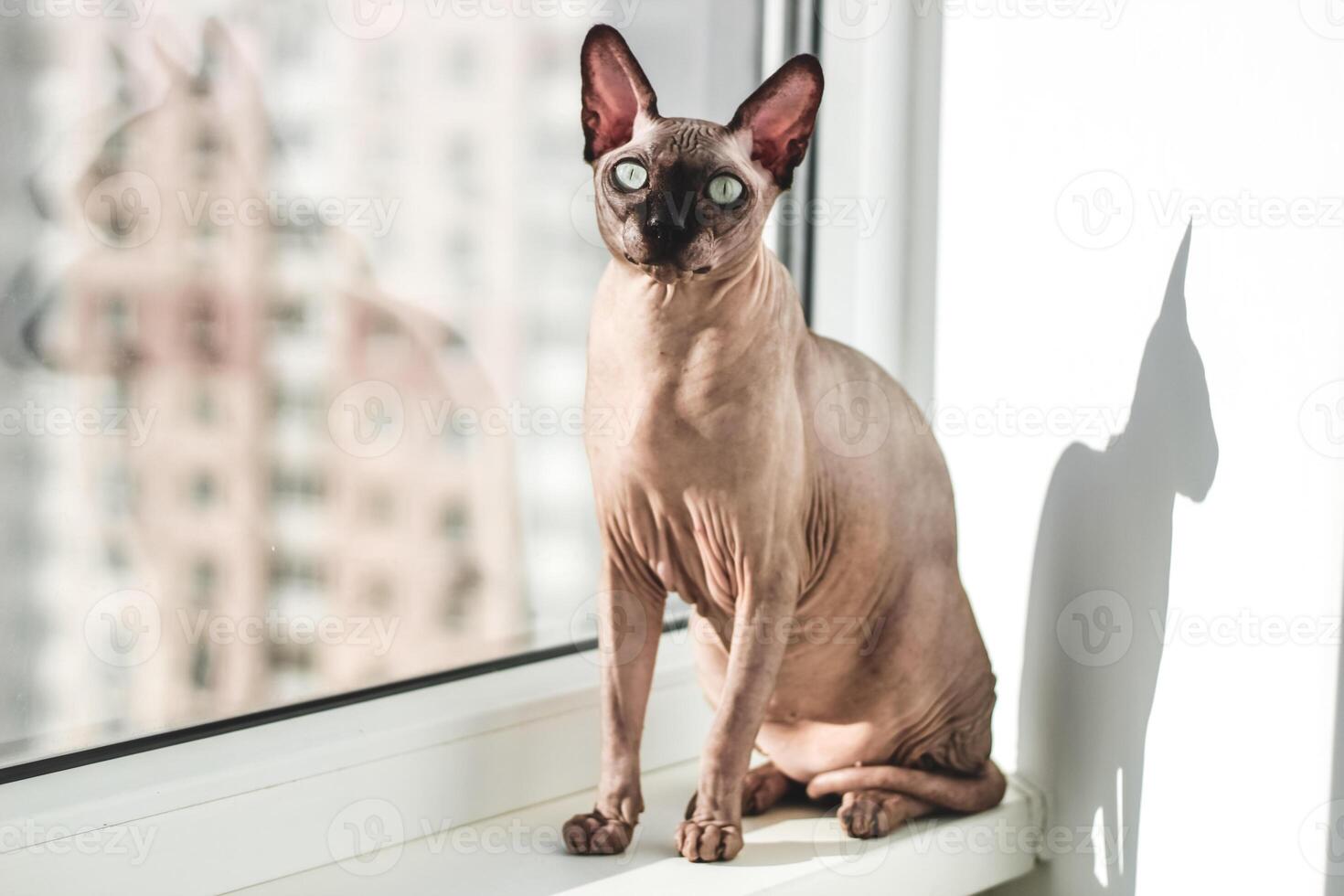 Hairless cat of the Canadian Sphynx breed sits on the windowsill in the sun photo