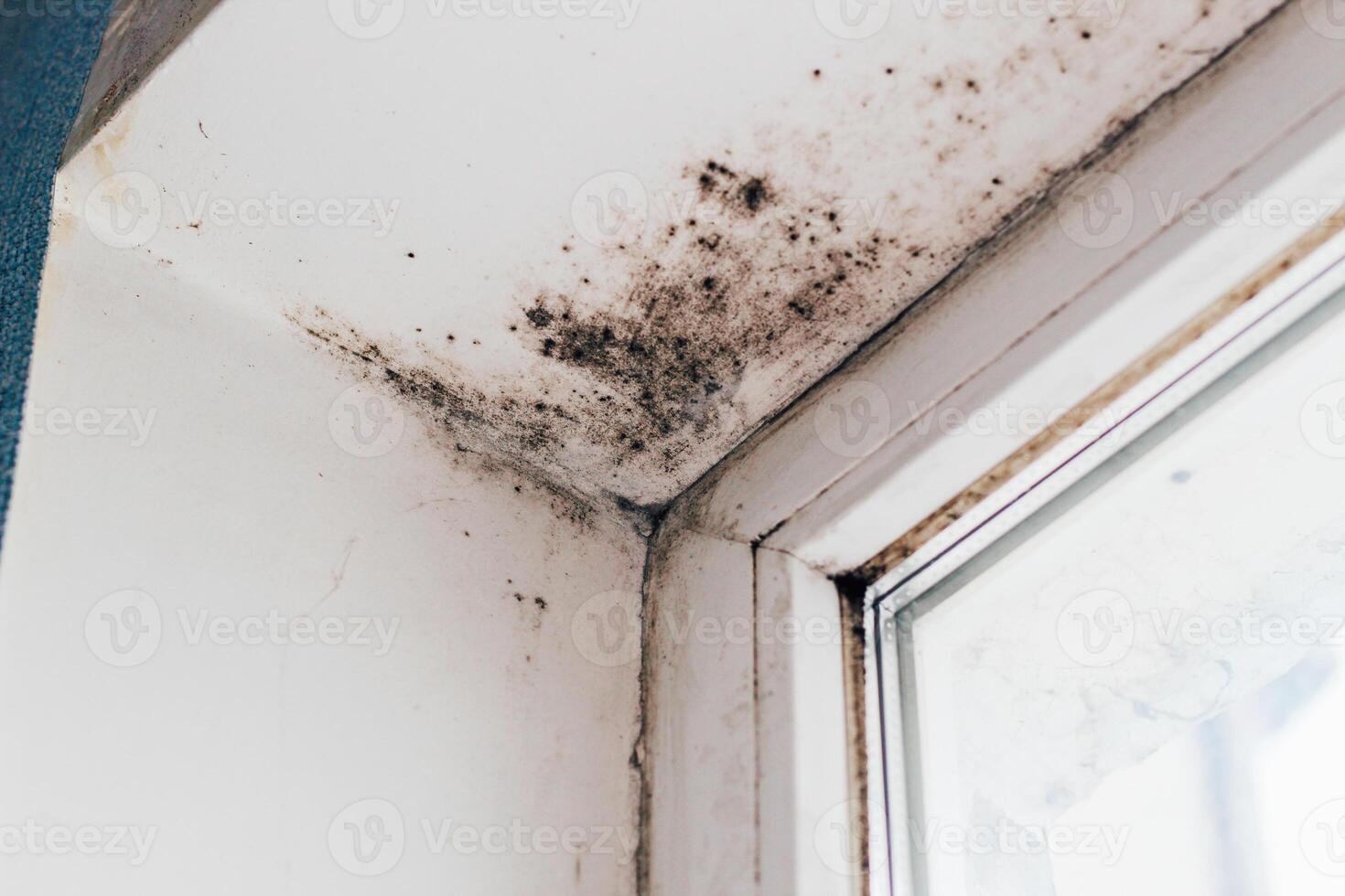 A blackened blooming fungus in the corner of the window. photo