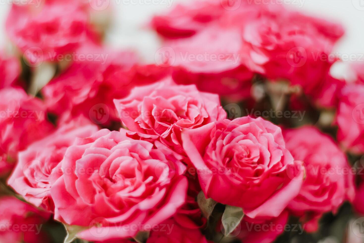 Small pink bush roses on a white background with a place for text photo