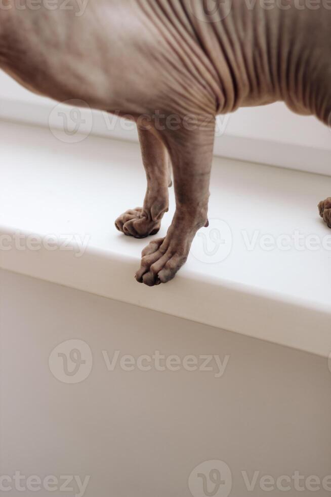 Canadian bald cat purebred sphynx, wrinkled pet without fur photo