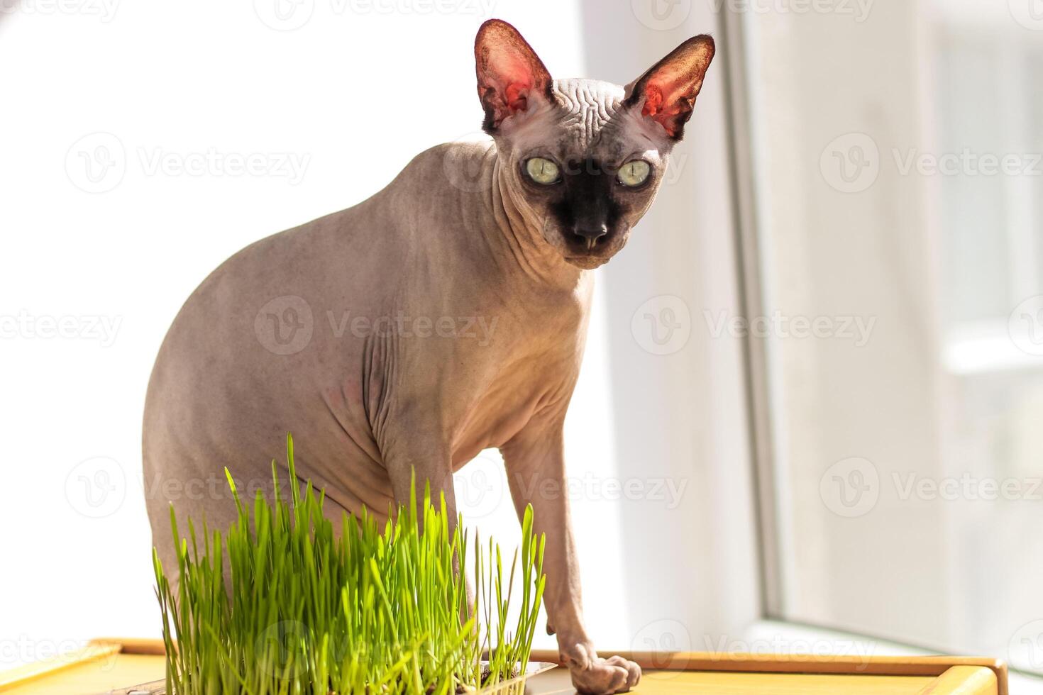 The Canadian sphynx cat eats sprouted wheat grass for animals. photo