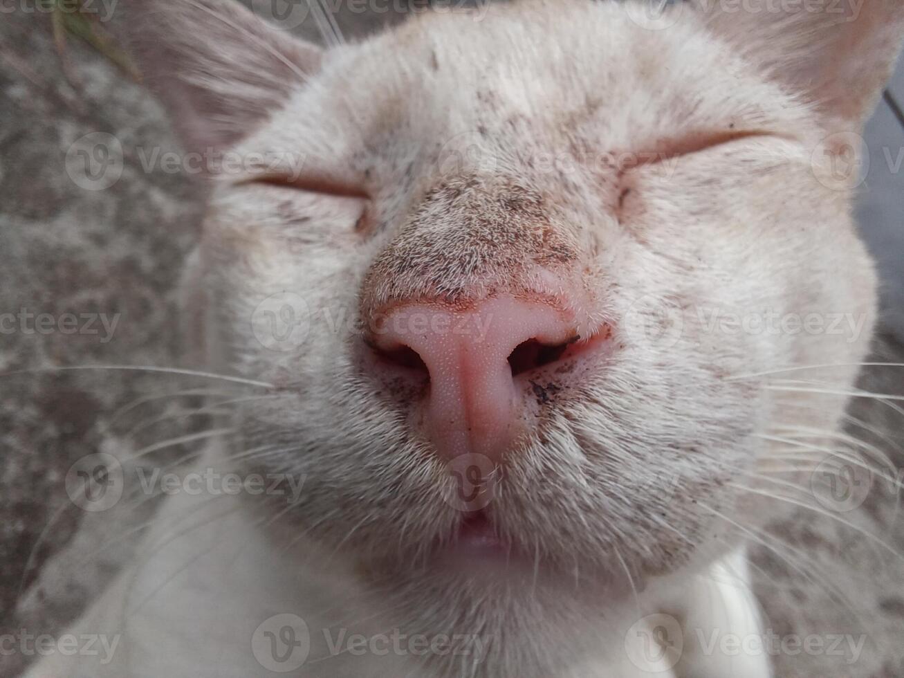 Close up of white cat, Lazy cat sleeping in the floor photo