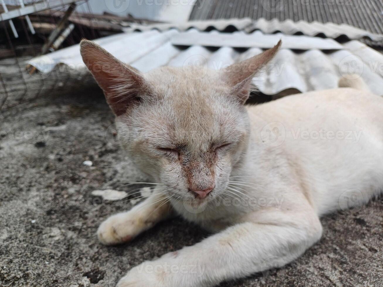 Close up of white cat, Lazy cat sleeping in the floor photo