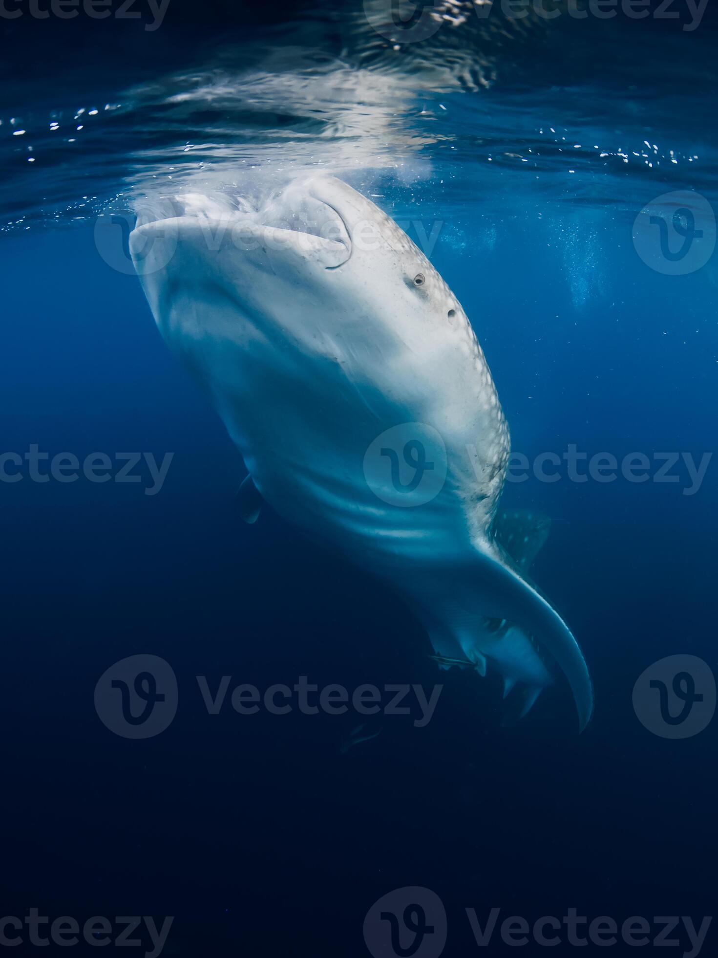 Whale shark eat plankton in blue ocean. Giant Whale shark swimming