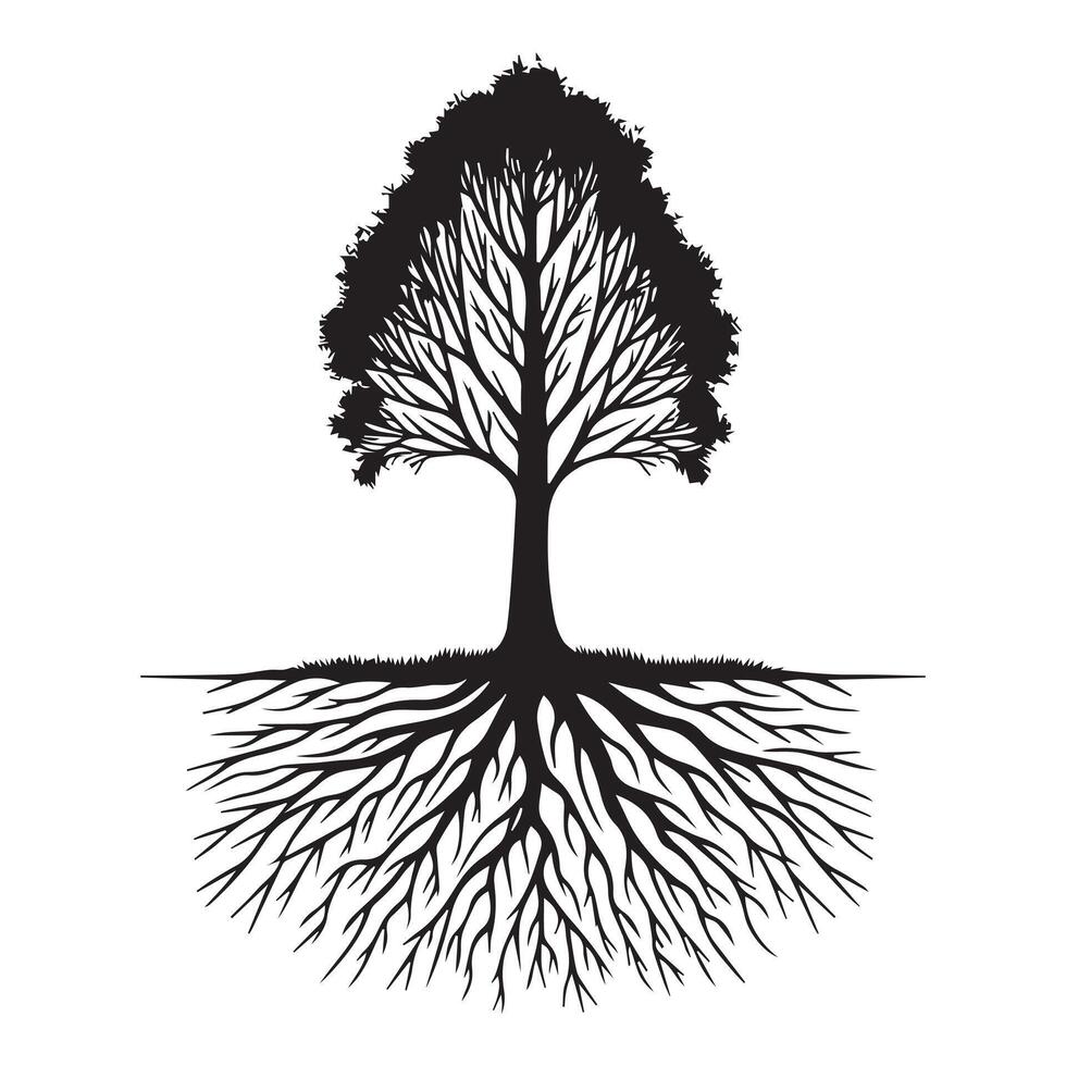 A birch tree with a detailed root illustration in black and white vector