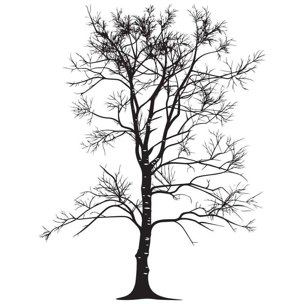a bark birch tree illustration in black and white vector