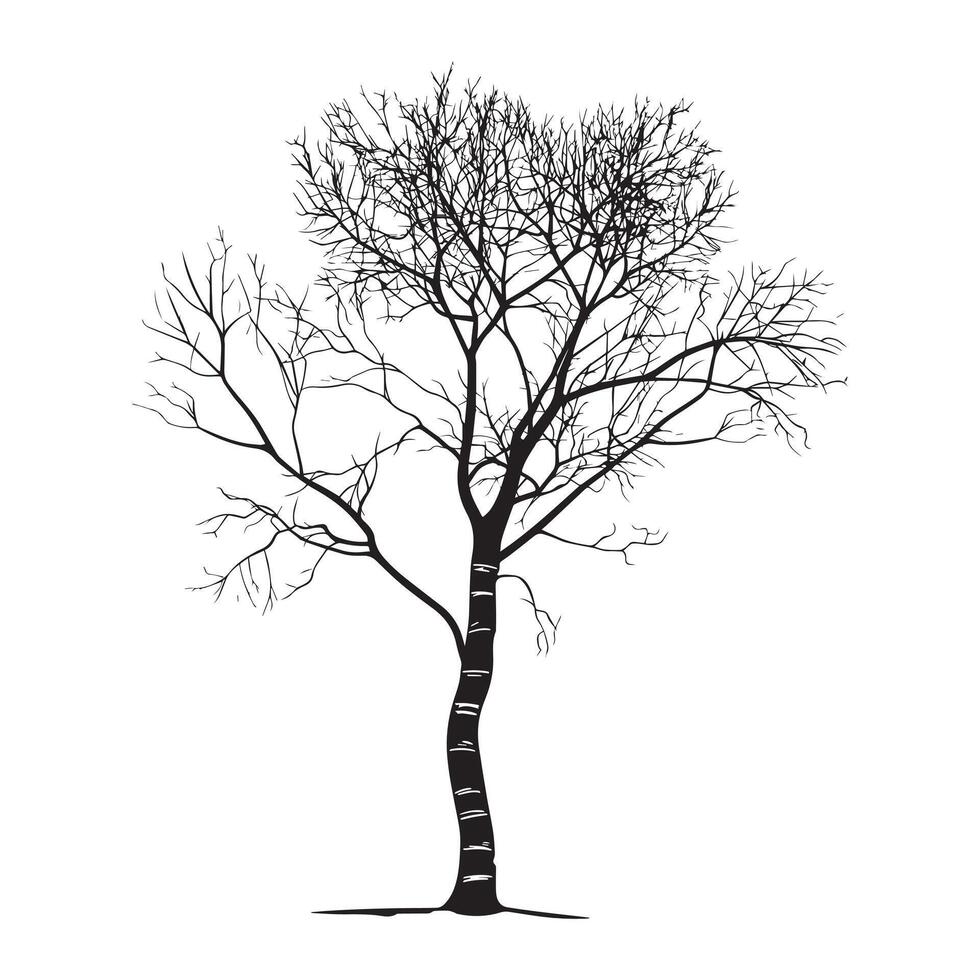 a bark birch tree illustration in black and white vector