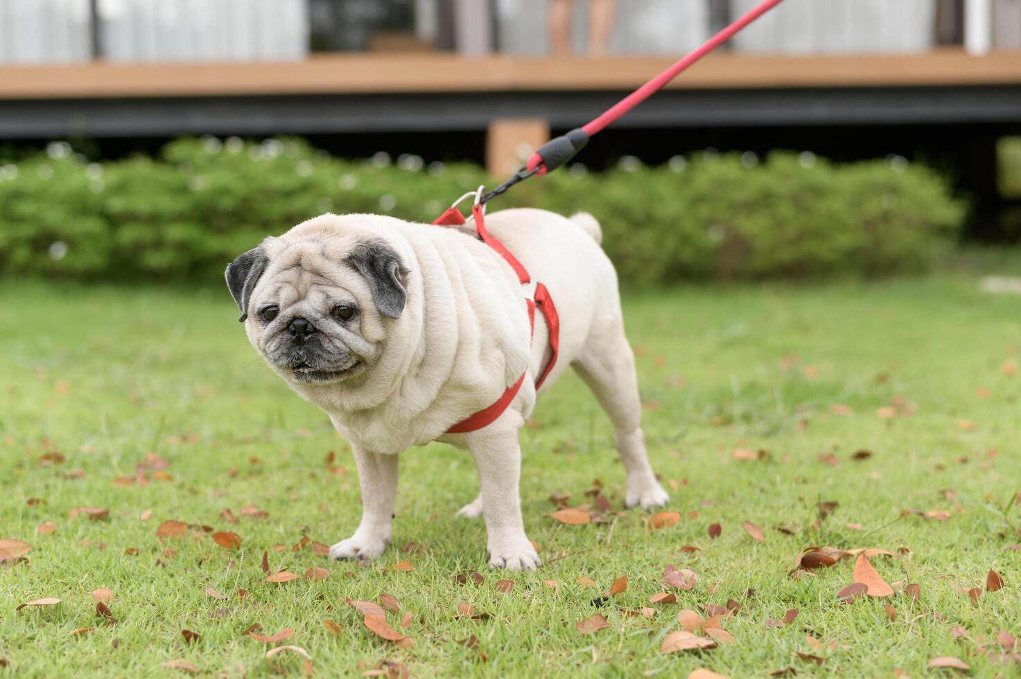Cute Smart pug Puppy Dog In the Backyard photo
