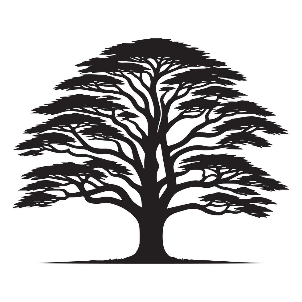 A wide cedar tree illustration in black and white vector