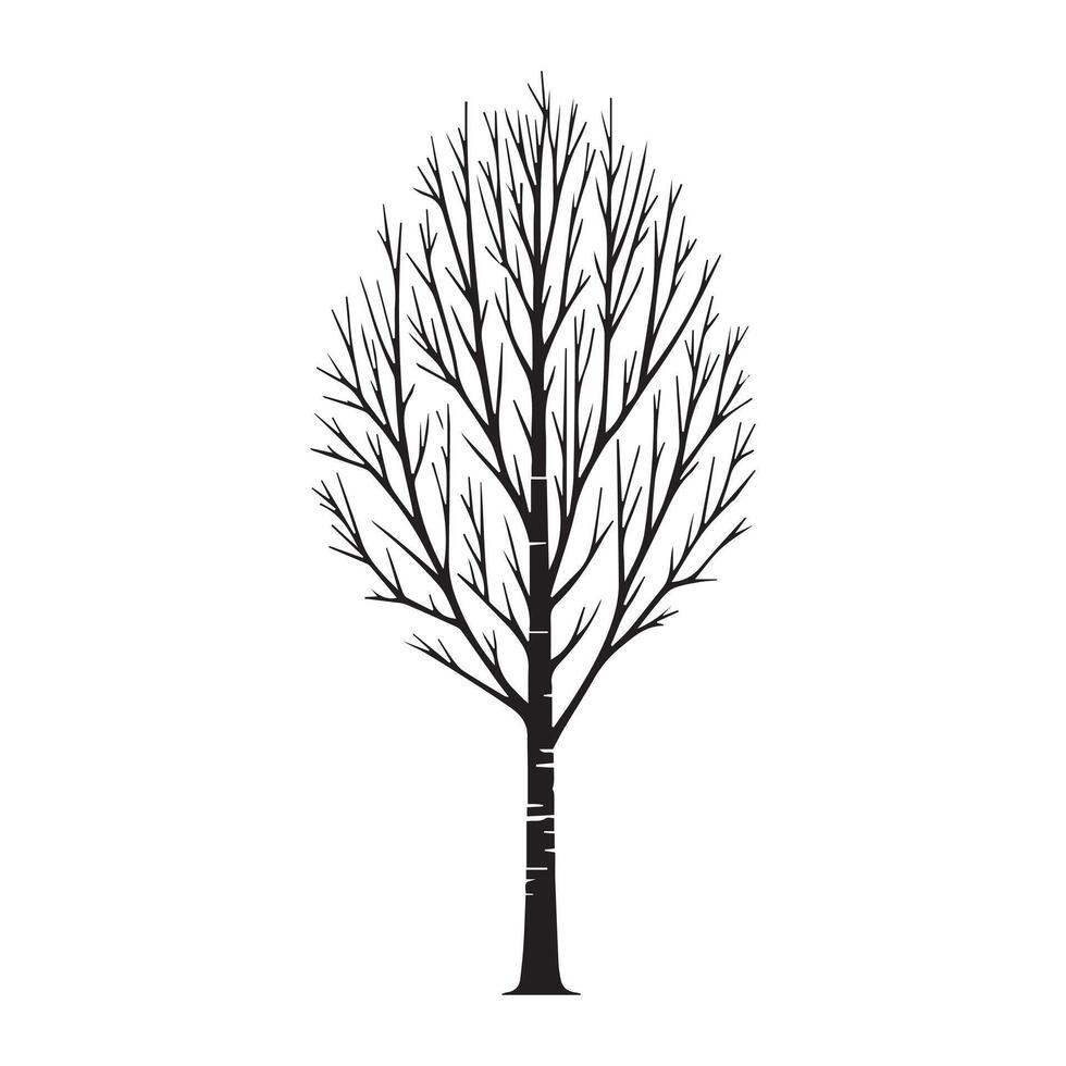 a tall birch tree illustration in black and white vector