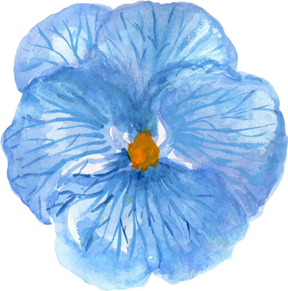 Wild watercolor pansy petal bud isolated png