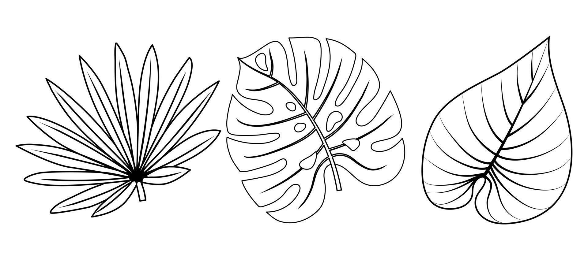 Set hand drawn tropical palm leaf, monstera leaf. Doodle. Illustration. Isolated icon on the white background. vector