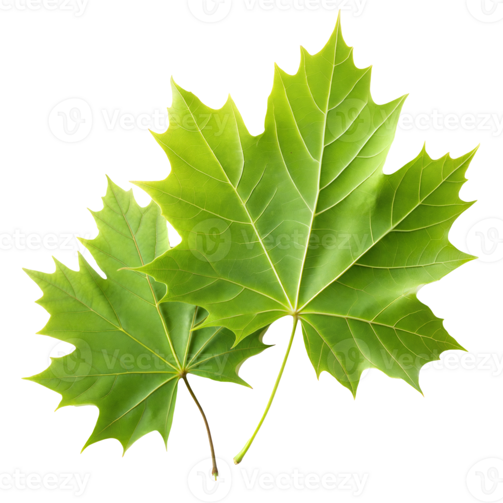 Green Leaf on Transparent Background png