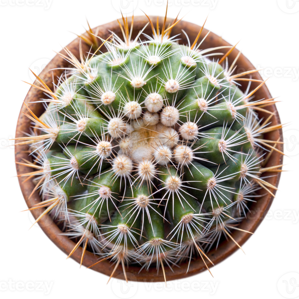 Top View of a Potted Cactus With Blooming Buds in Daylight on Transparent Background png