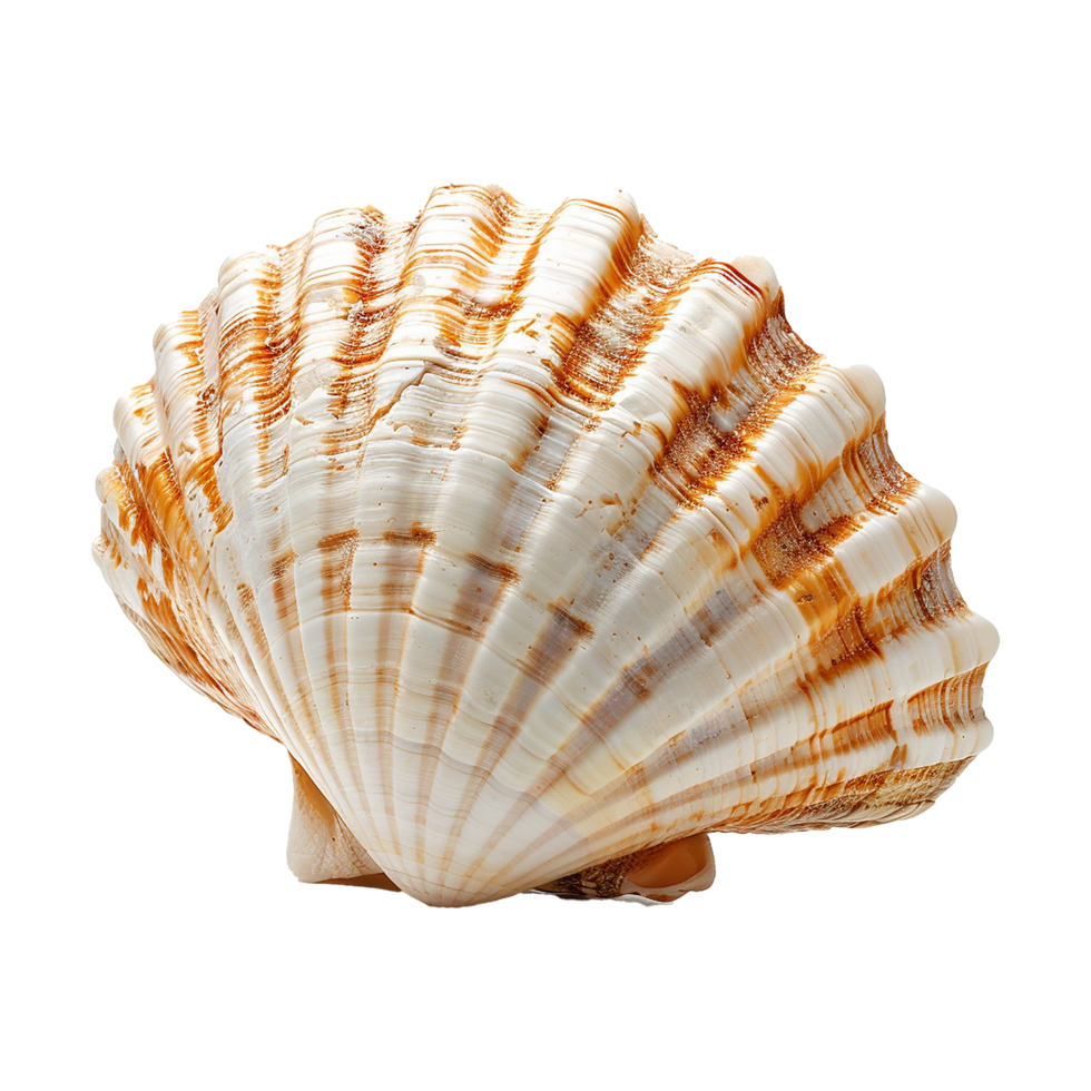 Sea shell isolated on transparent background png