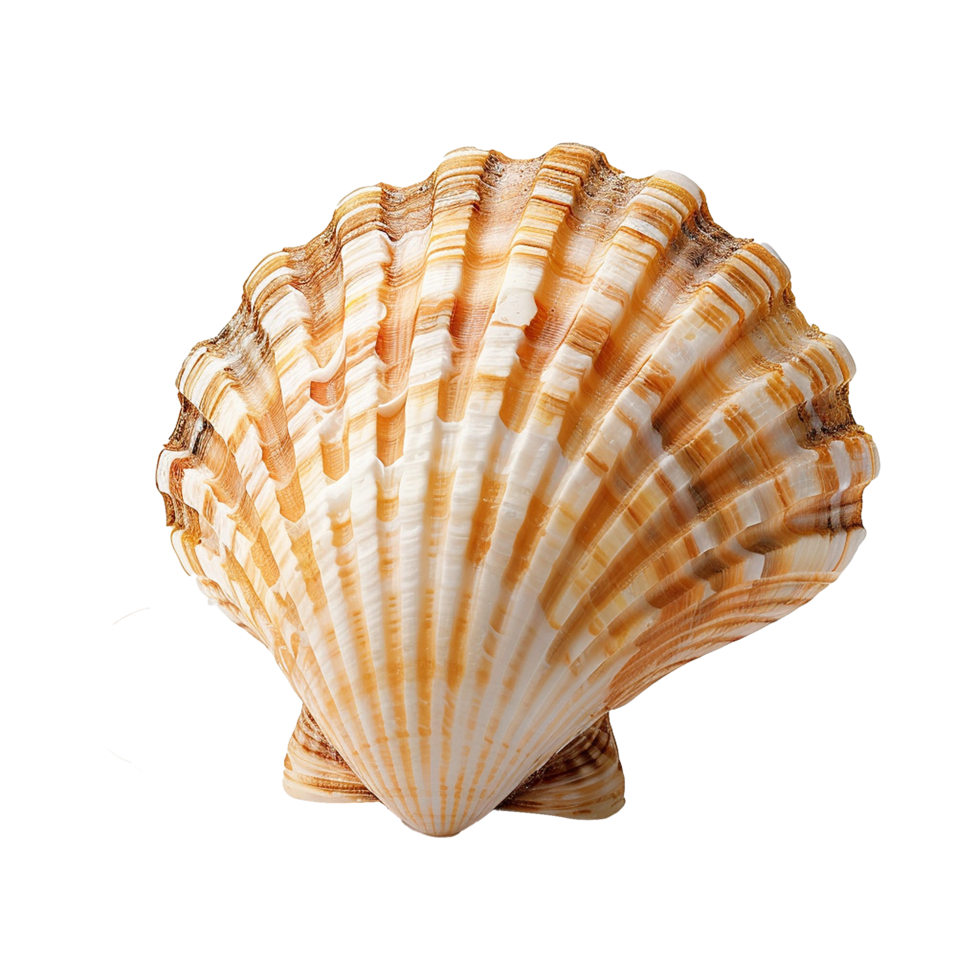 Sea shell isolated on transparent background png