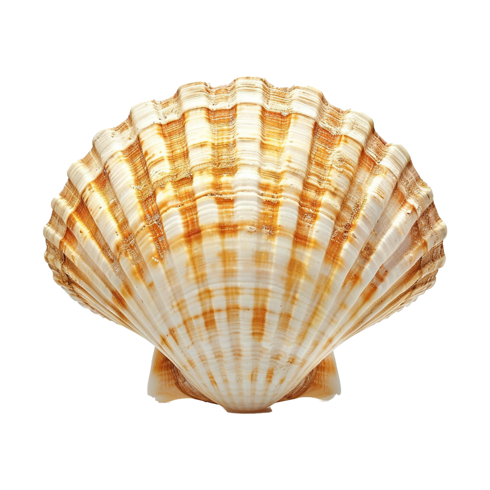 Sea shell isolated on transparent background png