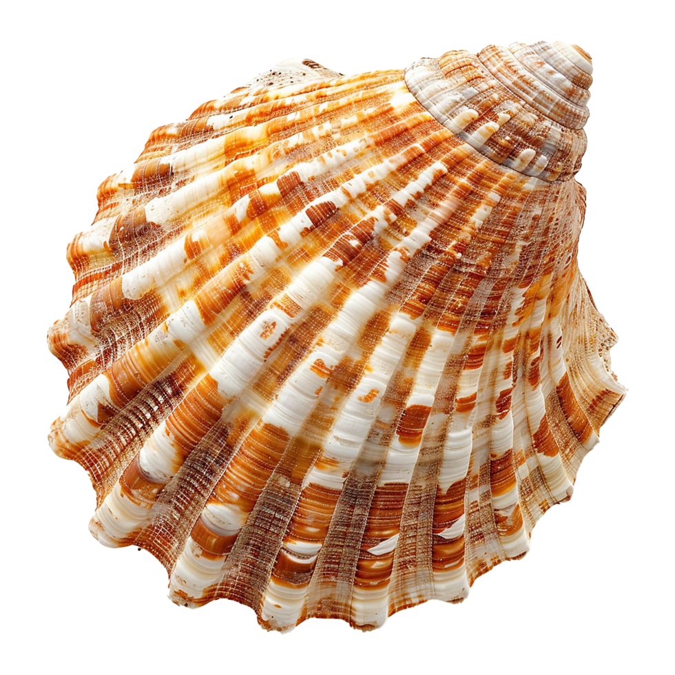 Sea shell isolated on transparent background png